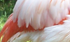 Zoo:Bashful