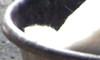 Zoo:Goat in a Bowl