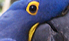 Zoo:Hyacinth Macaw